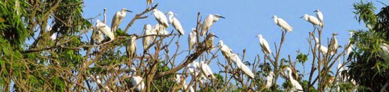 Birding in Can Gio mangroves