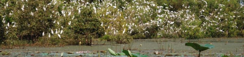 Destination_Guide - Birding in Mekong delta.