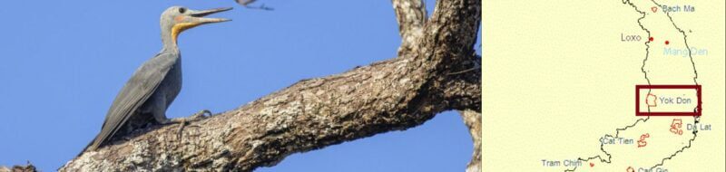 Birding in Yok Don national park