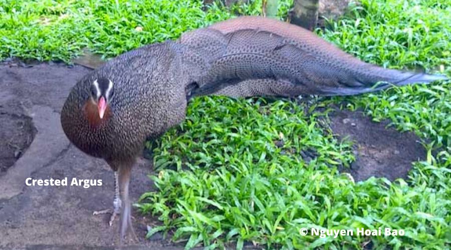 Phong Nha-Ke Bang National Park: Explore Vietnam's Natural Wonder 6 Species_profile - Vietnamese Crested Argus a CR large brown pheasant of humid forests, shy and extremely difficult to see.