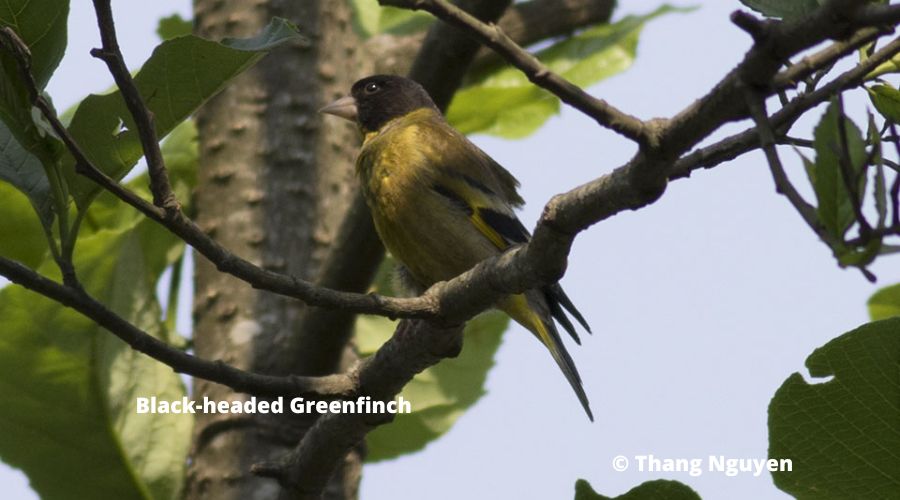 Species_profile - Black-headed Greenfinch at border of Vietnam and China.