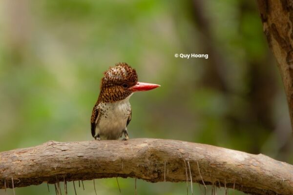 Banded Kingfisher (female) - Lacedo pulchella