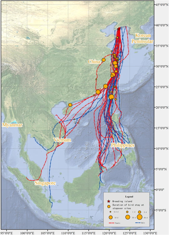 Migration and wintering of vulnerable adult Chinese Egrets (Egretta eulophotes) revealed by GPS tracking 5 1 s2.0 S2053716622000512 gr3 WANEE Go-WILD