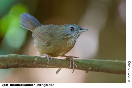 Birding tour in Central highland