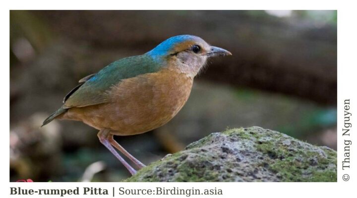 Species_profile - Blue-rumped Pitta in Cat Tien National Park.