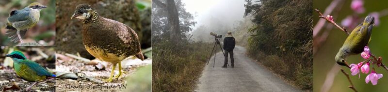 What is Birdwatching