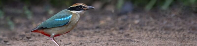 Vietnamese Endemic Bird Areas (EBAs)