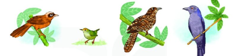How_to - Identify Birds via illustration