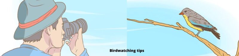 Helpful Birdwatching Tips - 2022