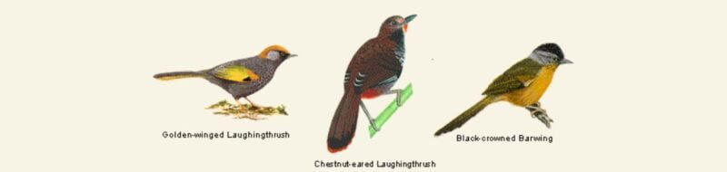 The list of Vietnam endemic birds and specialities birds of Vietnam