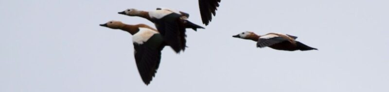 How_to - Take Sharp Bird in Flight Photo.