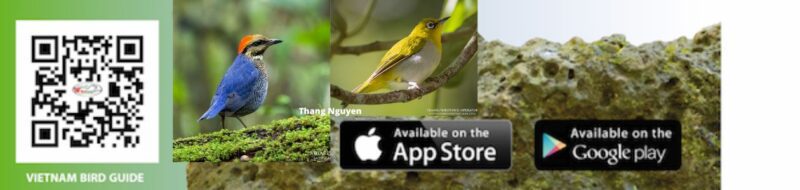 Birding Apps
