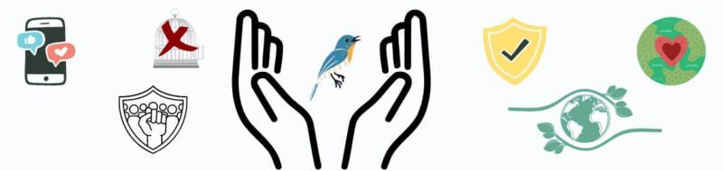 25 Simple and Amazing Ways to Conserve and Protect Birds From Today