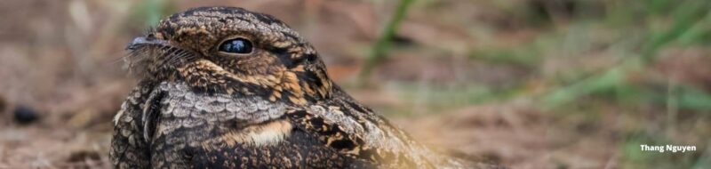 How_to - Photograph Birds With a Smartphone.