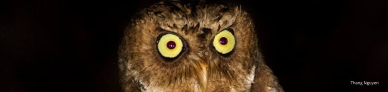 Rare-Bird Sightings: Should Share or Shut Up?