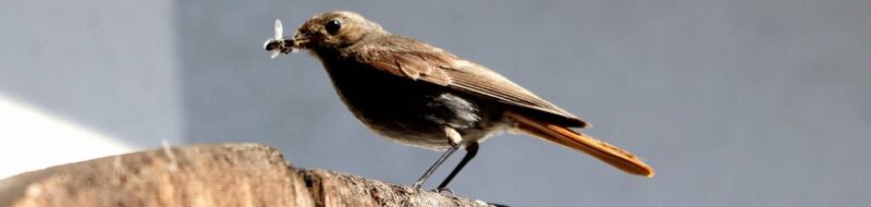 Birds as Environmental Indicators