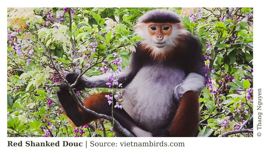 Viet Nam Ecotourism: ISSUES and IDEA? 3 Red Shanked Douc