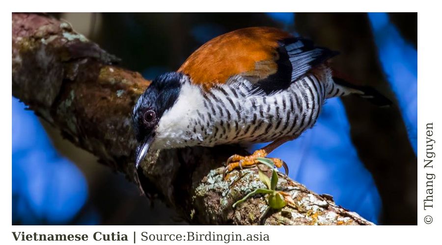 16 Exceptional Reasons Why Wildlife Conservation is Important Today 2 wildlife conservation