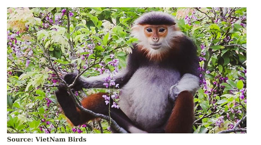 WHAT IS ECOTOURISM? 3 Red-shanked douc