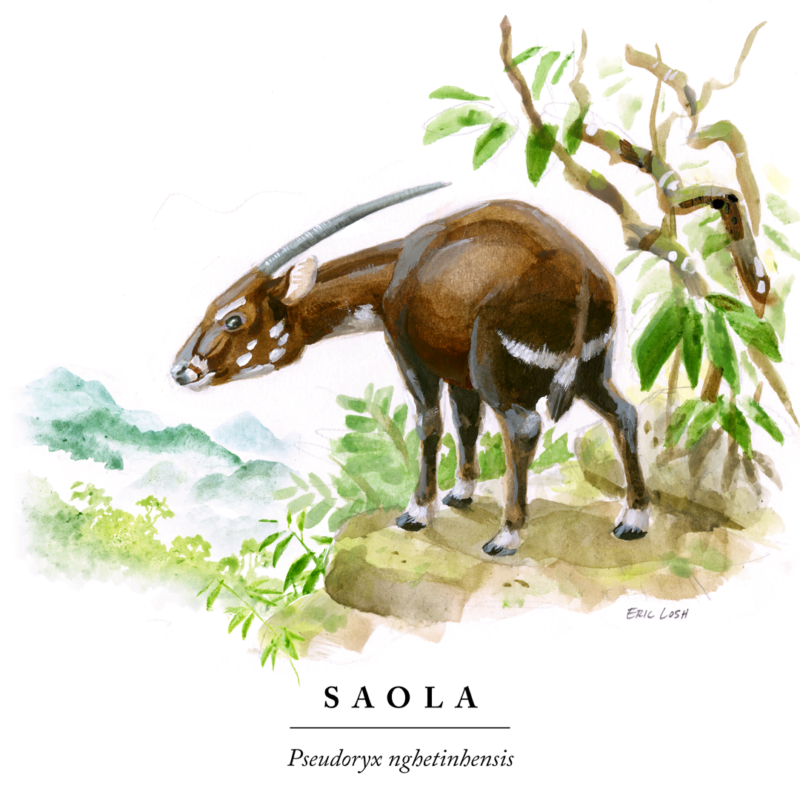 saola