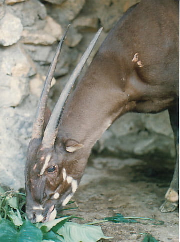 Western Nghe An Biosphere Reserve 15 1002 9 saola WANEE Go-WILD