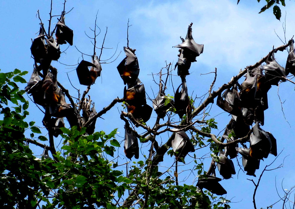 Can Gio Mangrove forest travel Guide 2023 24 16763900 1222423087794420 3416 5513 3752 1667552357 WANEE asia