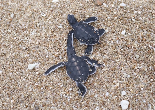 Nui Chua National Park - How to Explore wild & Nature in 2023 14 Baby turtles at Núi Chúa National Park. — VNA/VNS Photo