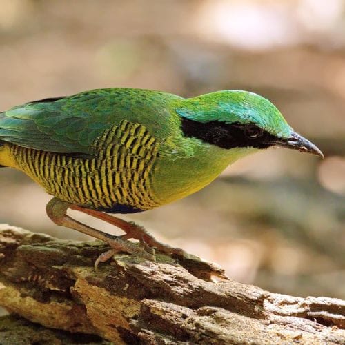 Cat Tien National Park - How to Explore wild & Nature in 2023 6 3 WANEE Asia
