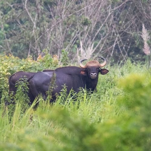 Cat Tien National Park - How to Explore wild & Nature in 2023 5 4 WANEE Asia