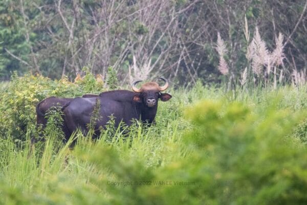 Wildlife Tour in Cat Tien National Park