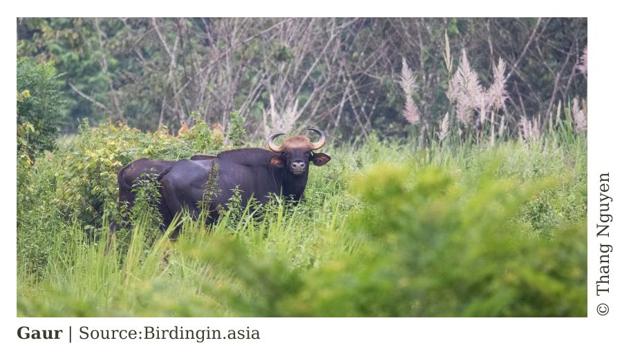FACT SHEET: Vietnam BIODIVERSITY CONSERVATION 2021 5 Frame post bai 3 WANEE Go-WILD