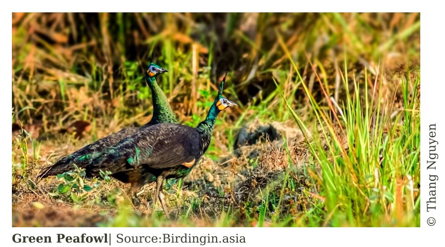 FACT SHEET: Vietnam BIODIVERSITY CONSERVATION 2021 6 Frame post bai 4 WANEE Go-WILD