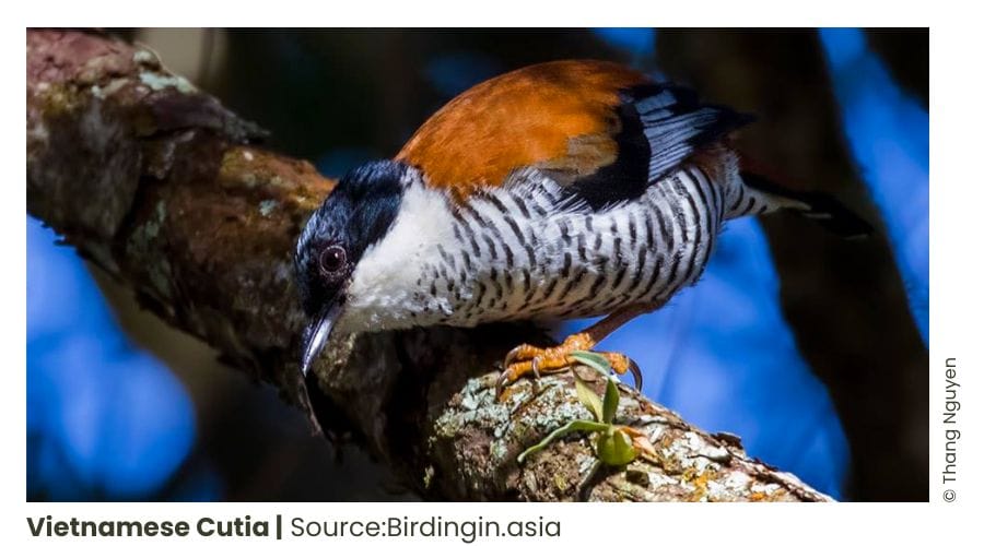 Wildlife Photography Tours in Vietnam 5 Wildlife Photography Tours in Vietnam