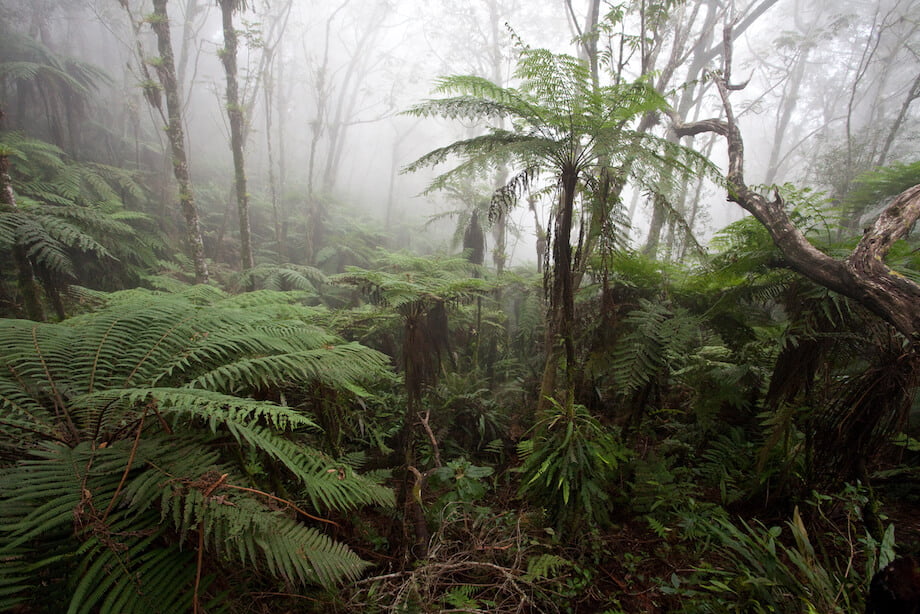 What's Biodiversity Hotspots? 9 Spots in Asia 2 cloud forest haiti WANEE Go-WILD