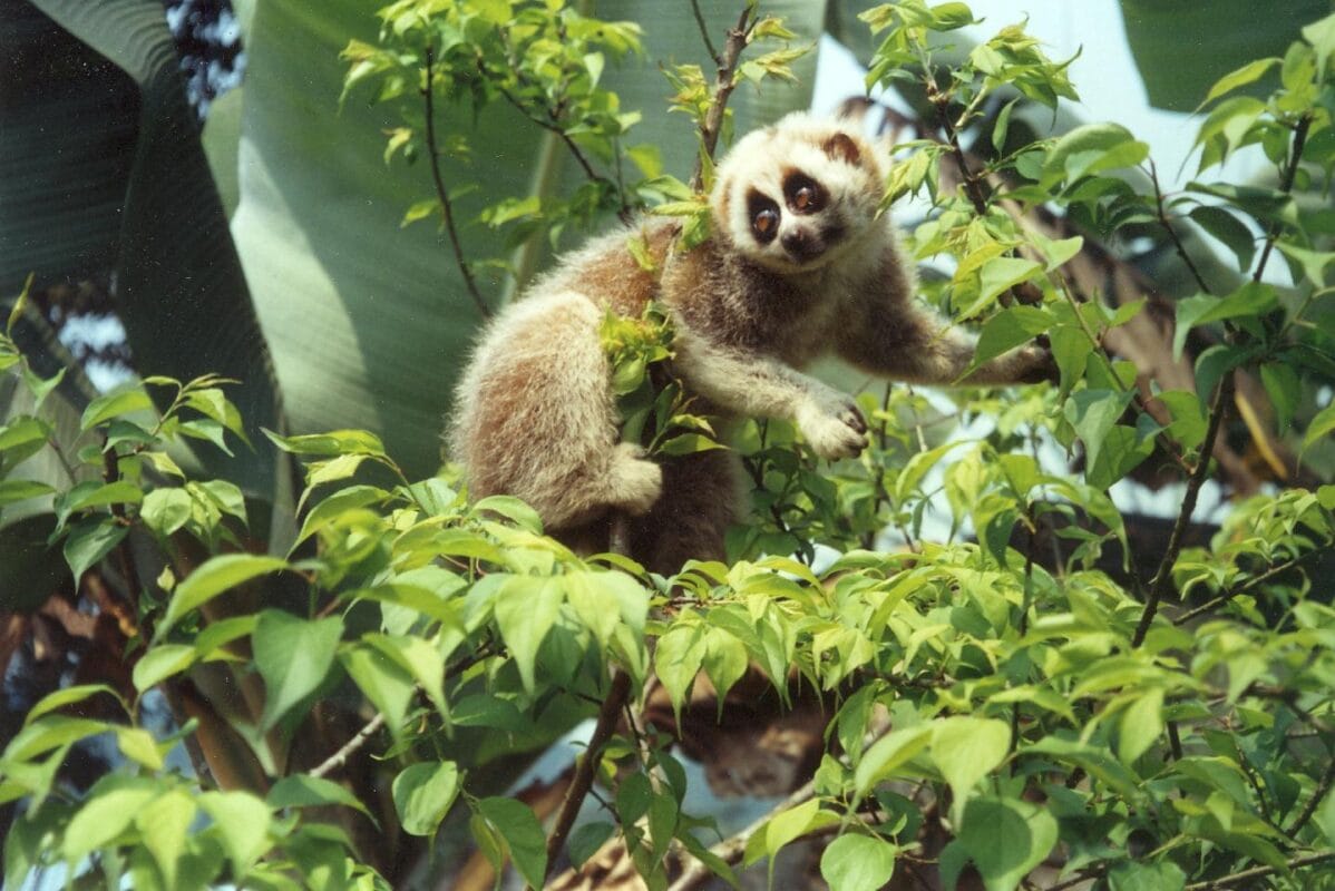 Phong Nha-Ke Bang National Park: Explore Vietnam's Natural Wonder 7 Species_profile - Pygmy Slow Loris climbing tree.