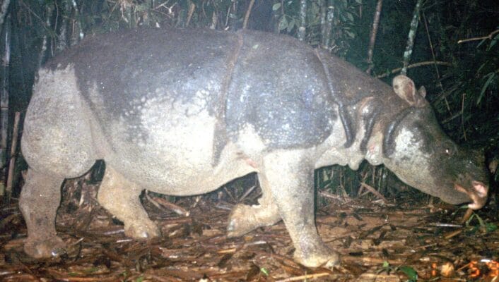 Species_profile - The last photo of Javan Rhino in Vietnam