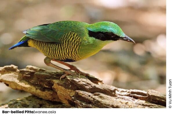 Species_profile - Bar-bellied Pitta, one of 9 Pittas of Vietnam.