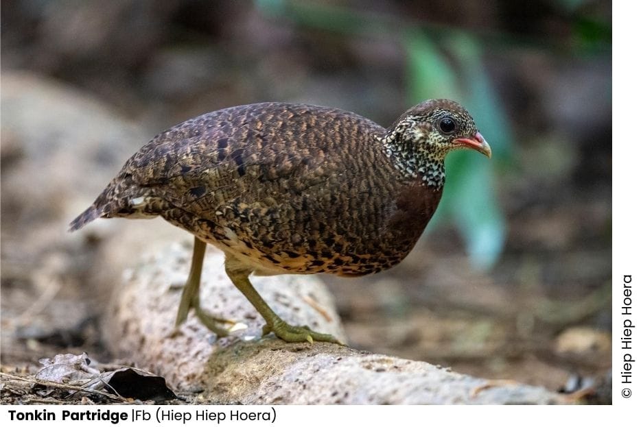 20 Pheasants & Partridges of Vietnam 2 Vietnam birds Endemic Tonkin Partridge