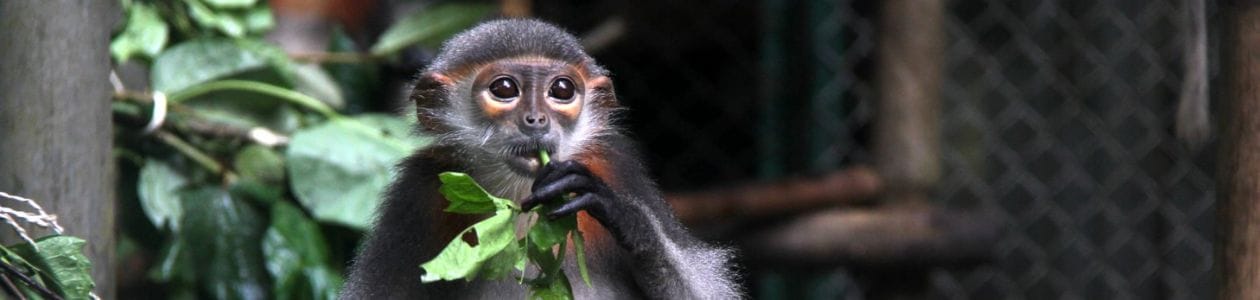 Conservation - Grey-shanked Douc Langur in Quang Nam rescue NGO