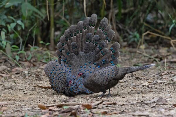 Vietnam law on wildlife conservation and protection