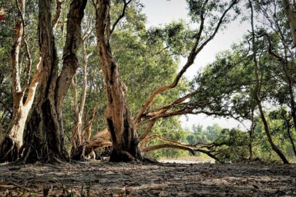 Birding in Binh Chau Phuoc Buu Nature Reserve: A Comprehensive Guide