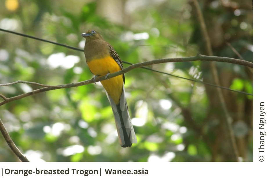 Orange-breasted Trogon 8 Orange-breasted Trogon