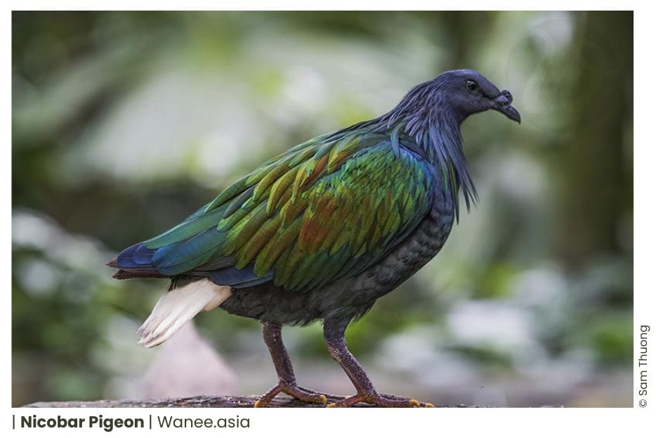 23 Pigeons & Doves Of Vietnam 11 1 5 WANEE Go-WILD