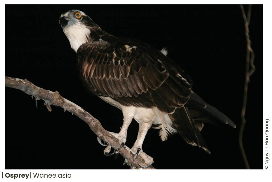 Osprey Of Vietnam 7 Osprey
