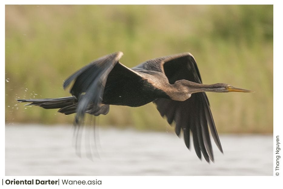 Oriental Darter Of Vietnam 5 Oriental Darter