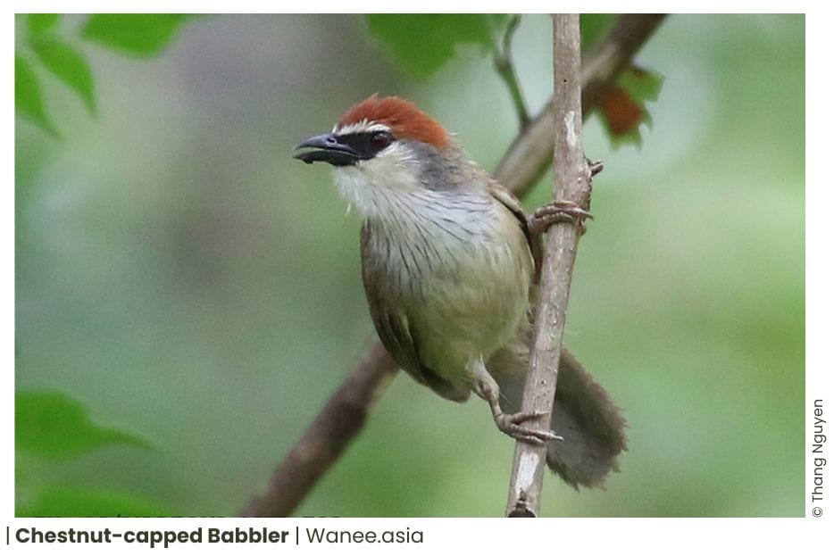 20 Babblers Of Vietnam 15 101 WANEE Go-WILD