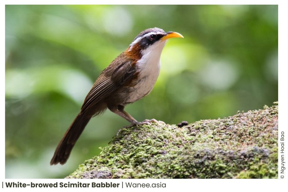 20 Babblers Of Vietnam 16 102 WANEE Go-WILD