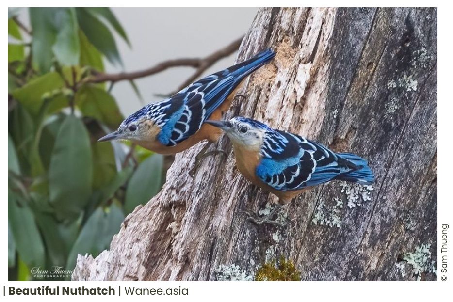 7 Nuthatches Of Vietnam 8 Nuthatches Of Vietnam