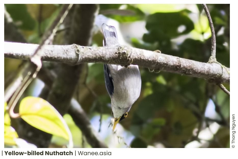 7 Nuthatches Of Vietnam 9 105 WANEE Go-WILD