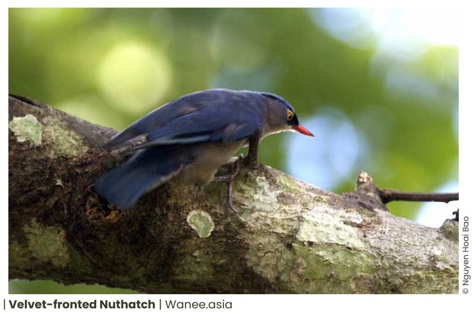7 Nuthatches Of Vietnam 10 106 WANEE Go-WILD
